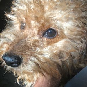 Meet your Posher, Genissa